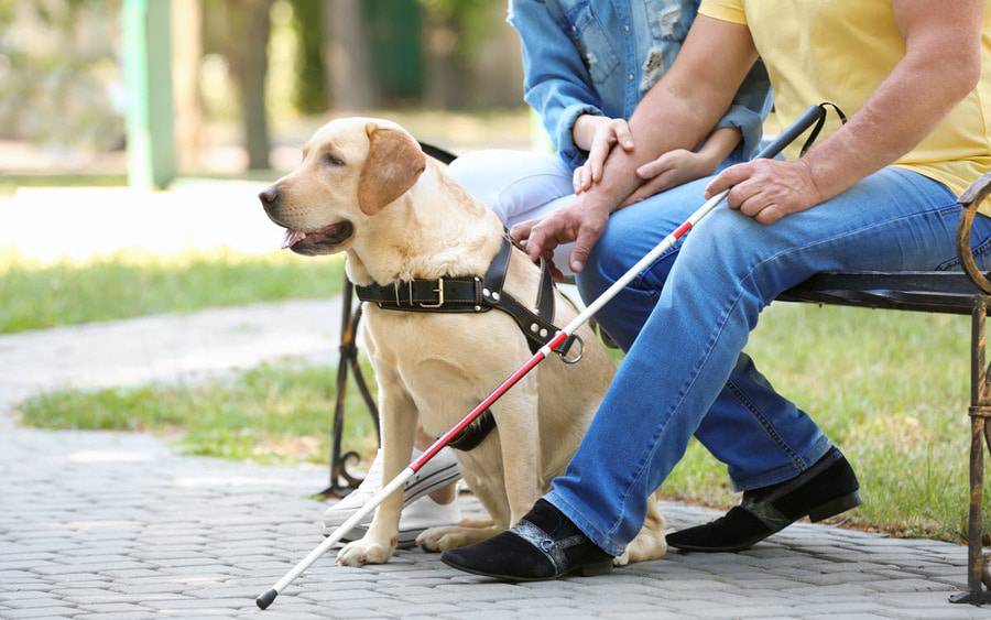 A blind man sits on a bench holding a walking stick next to a loved one and a service dog trained to help him get around.