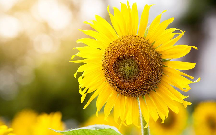 A large sunflower with the sun shining behind it.